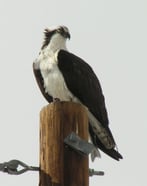 Osprey Wildlife Mitigation Blog