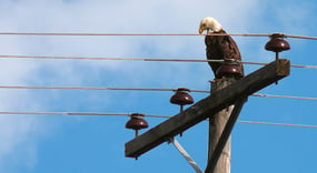 Wildlife-on-power-lines