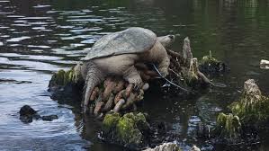 chonkosaurus 1