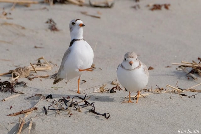 piping plover (C) kimsmithdesigns
