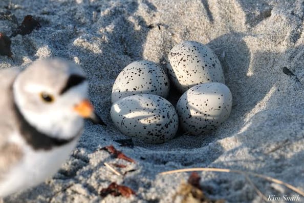 piping plover eggs (C) kimsmithdesigns
