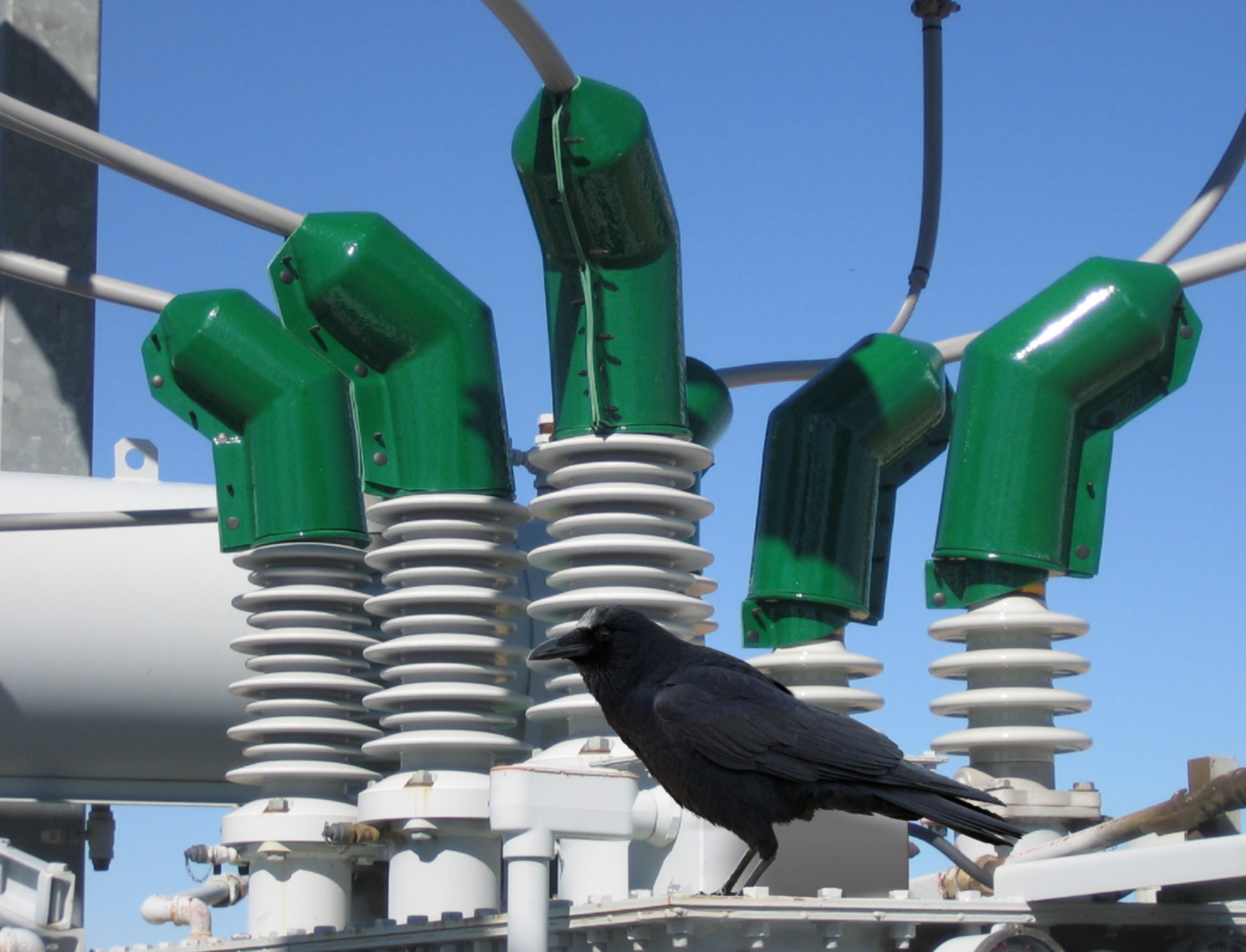 Asset Management Planning for Wildlife Outage Mitigation Planning