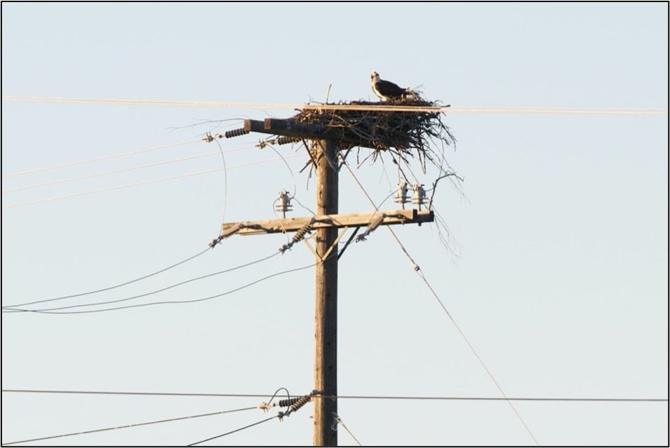 Osprey nests on power poles