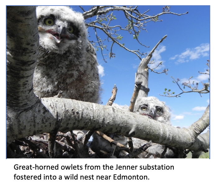 Greenjacket Creates Custom Wildlife Mitigation Solution to Save Baby Owls