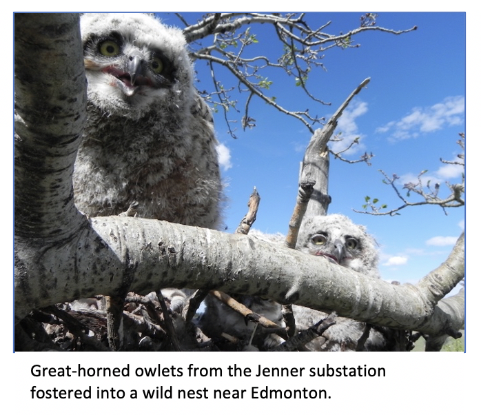 great horned owlets substation