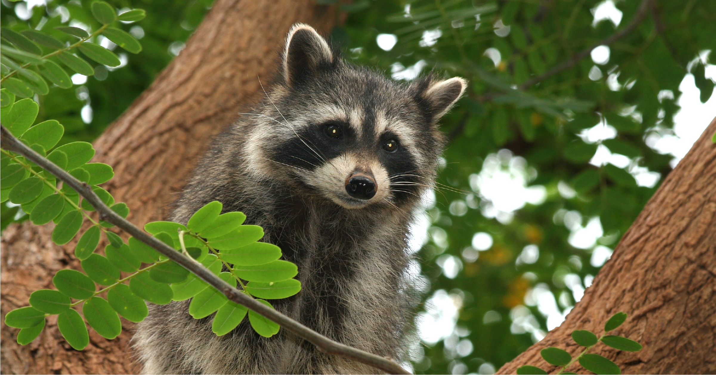 Raccoon climbing into Electrical Substation 