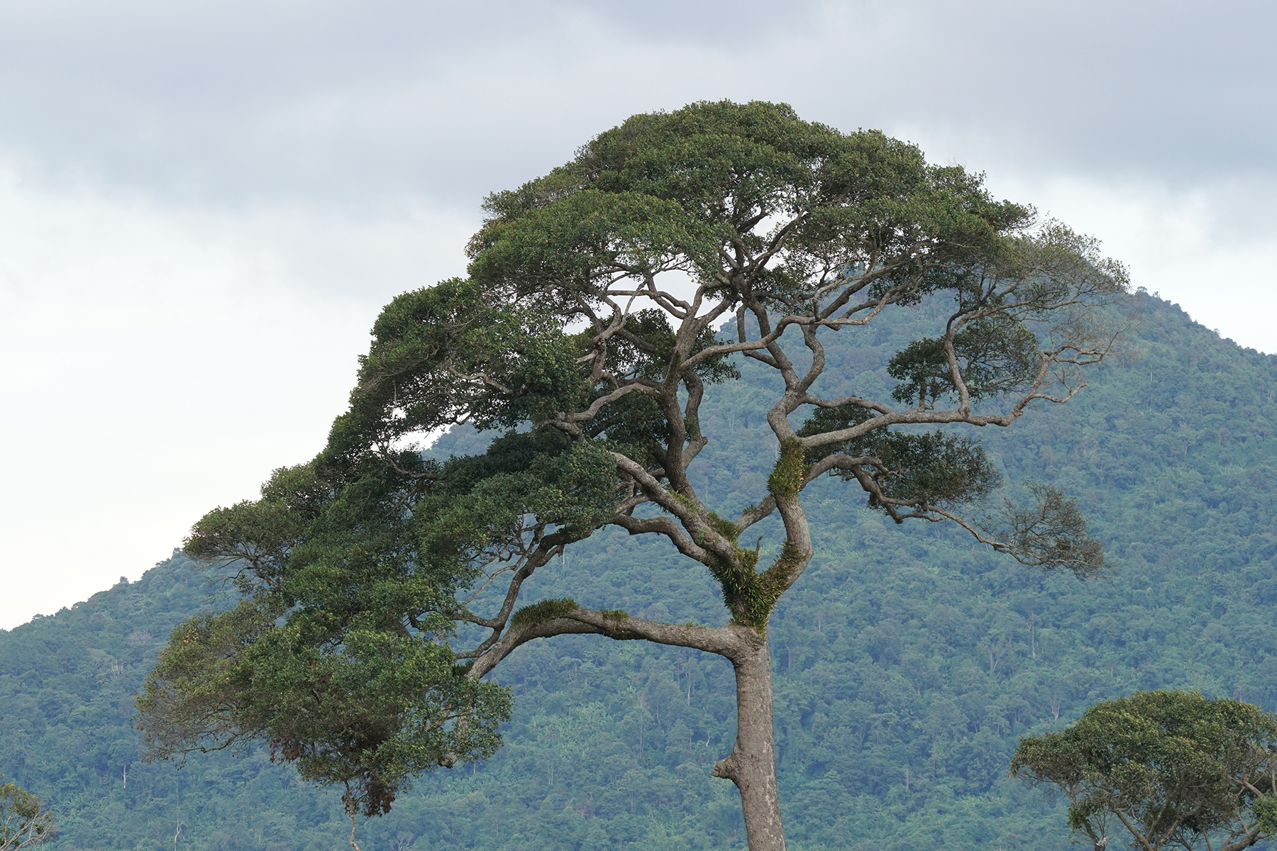 apitong forest